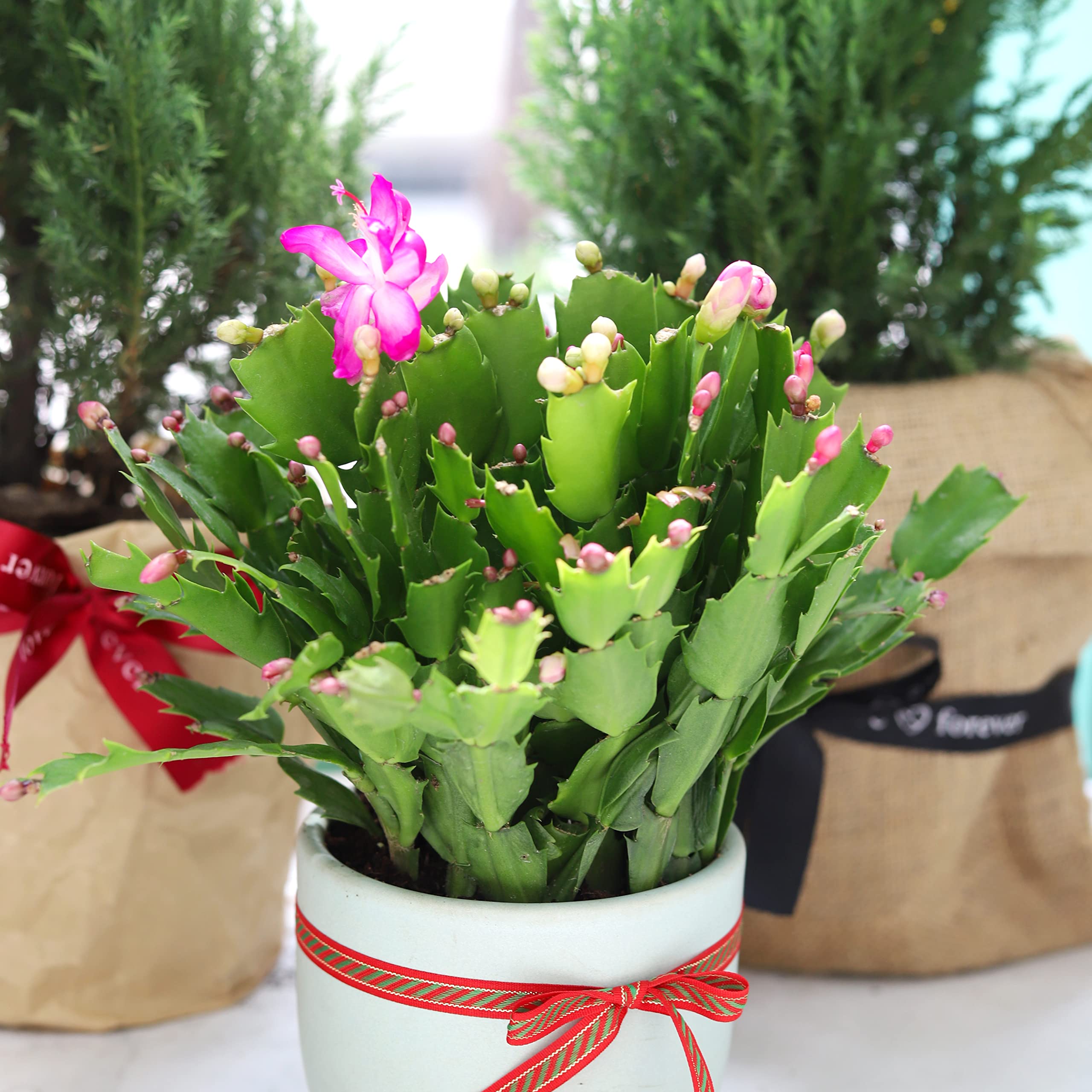 Amazon.com : DH7 Enterprise Red/Pink/White Christmas Cactus